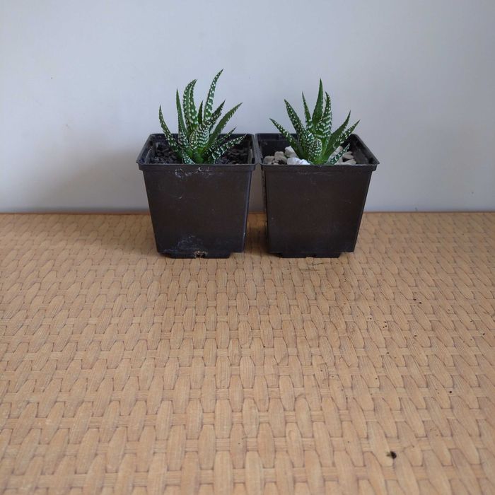 Хавортия жемчужная Haworthia margaritifera