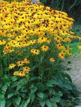 Rudbekia błyskotliwa - wieloletnia słoneczna bylina kwitnie do mrozów