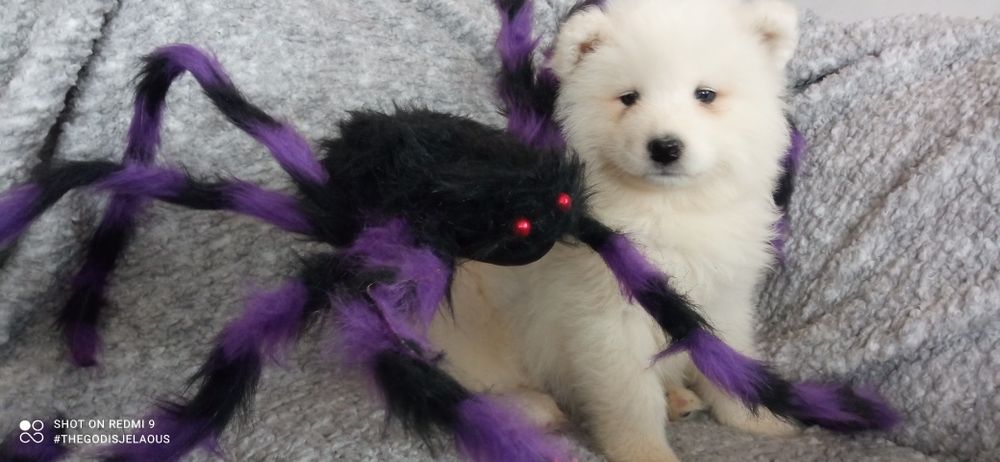 Samoyed szczeniak