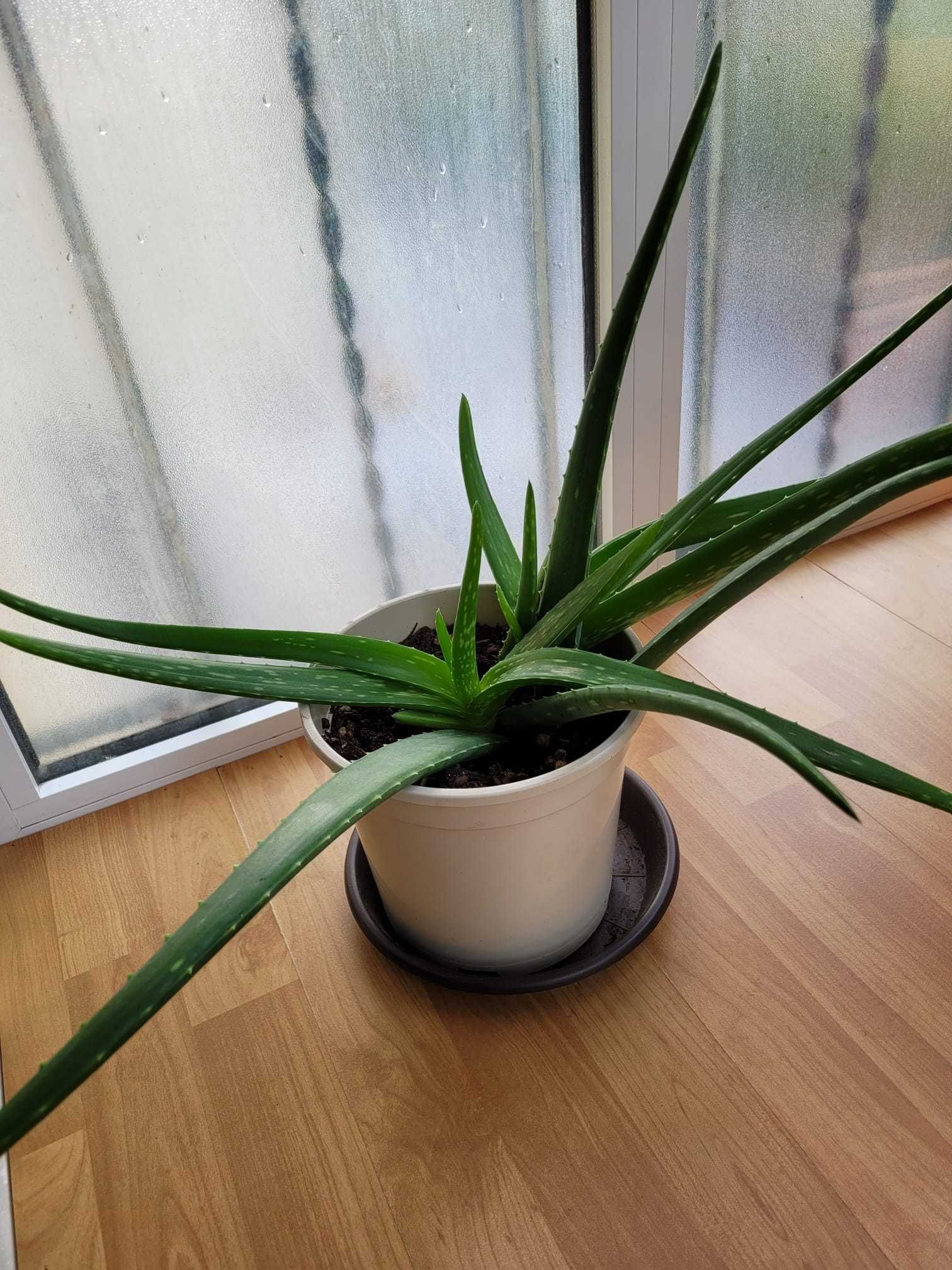 Vendo planta Aloe Vera adulta