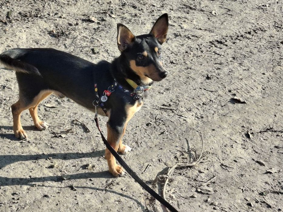 Gacek w typie pinczera szuka domu