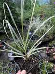Cortaderia Trawa pampasowa Silver Comet