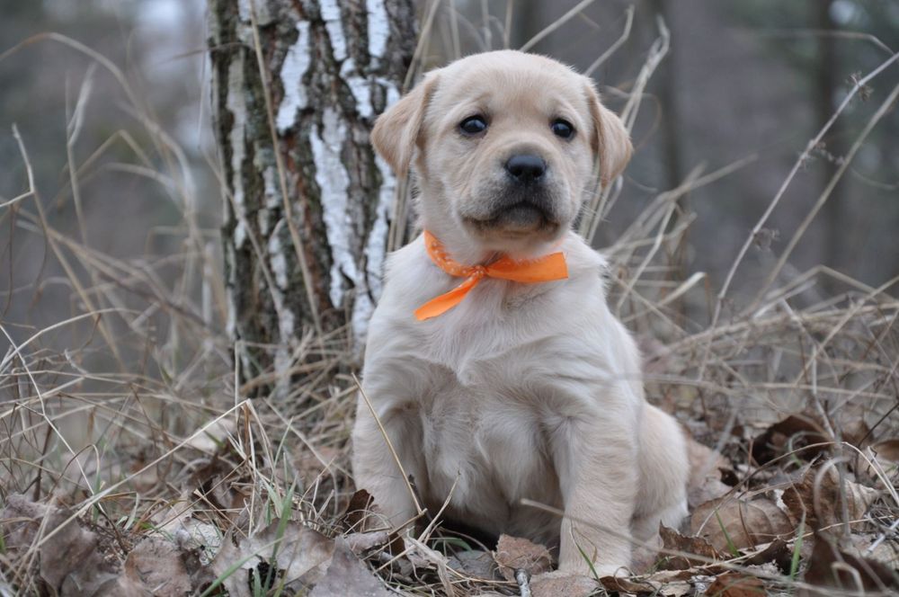 Гарнi цуценята лабрадора ретривера