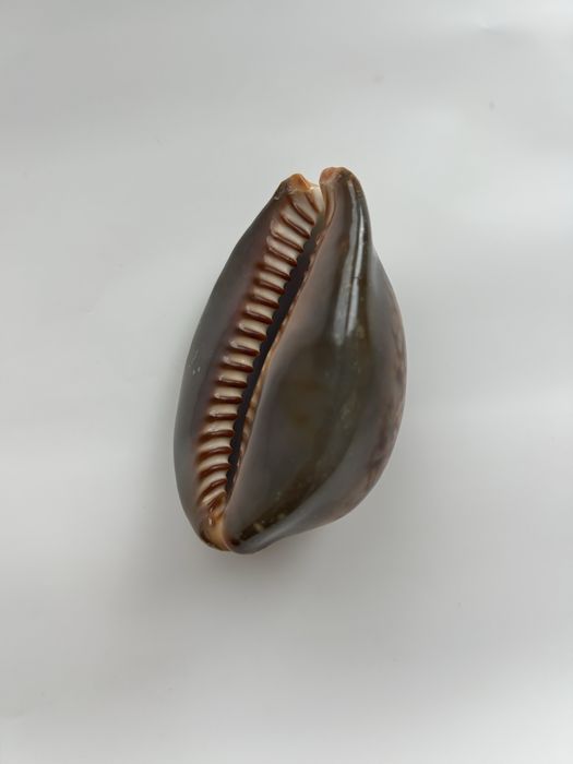 Мушля ципрея терзитес