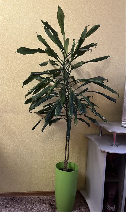 Продам  Драцену