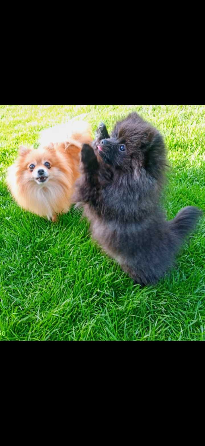 Szpic miniaturowy Pomeranian  suczka piesek do domu pies rodowód