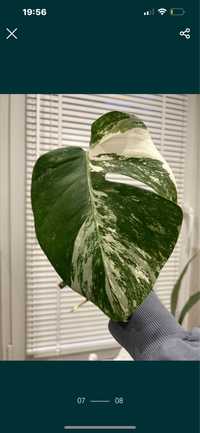 Dwie sadzonki monstera variegata