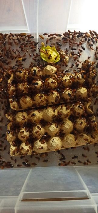 Duży Karaczany tureckie