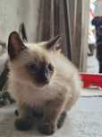 Gatinho bebé siamês