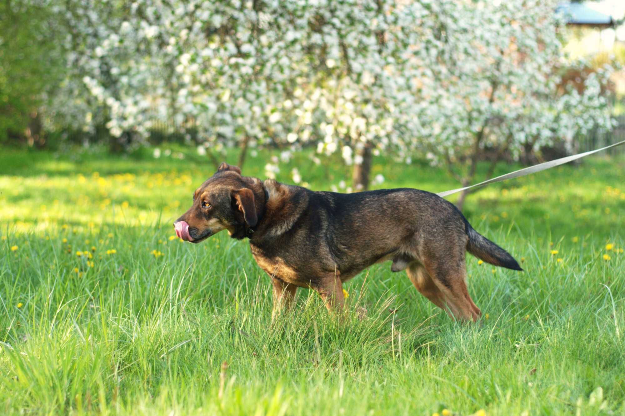 HONNER - wspaniały psi kawaler poleca się do wspólnych aktywności