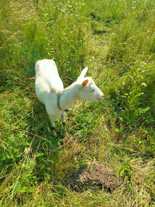 Хочу продати зааненську козу