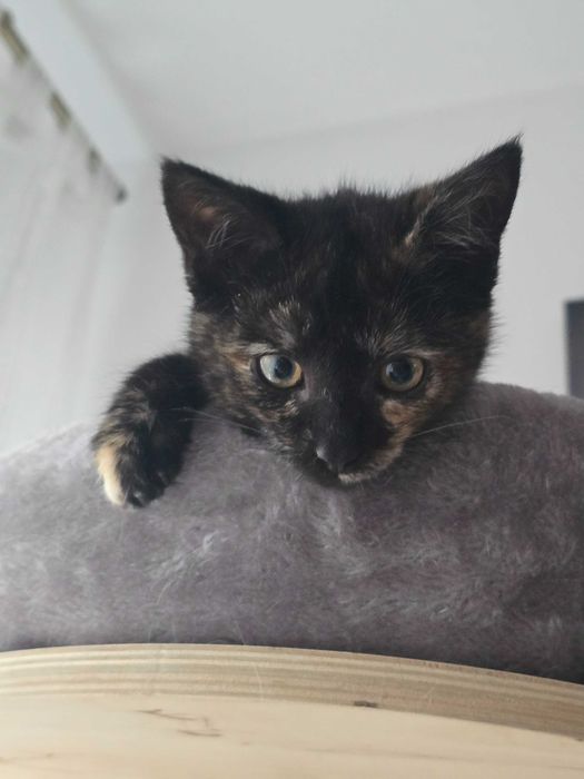 Panna Migotka z Fundacji Miasto Kotów