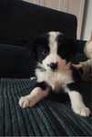 Border collie urodzone 18.07.2025