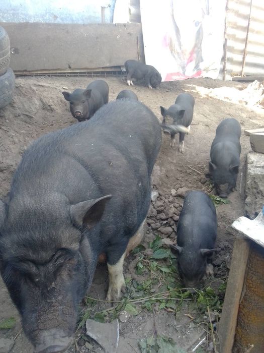 Гуси.                     В'єтнамські поросята