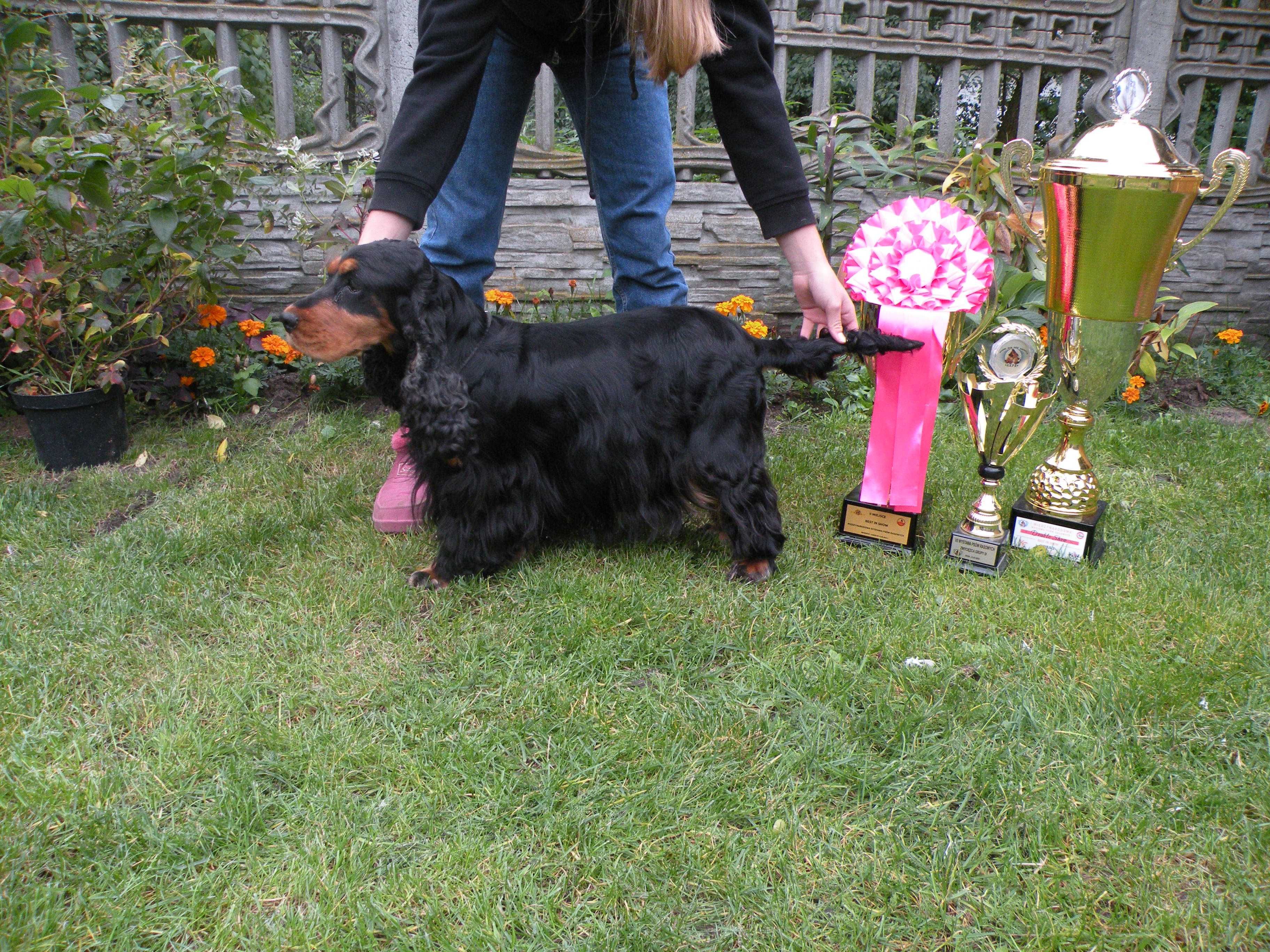 cocker spaniel angielski