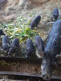 Prosiaki mangalica jaskółcza