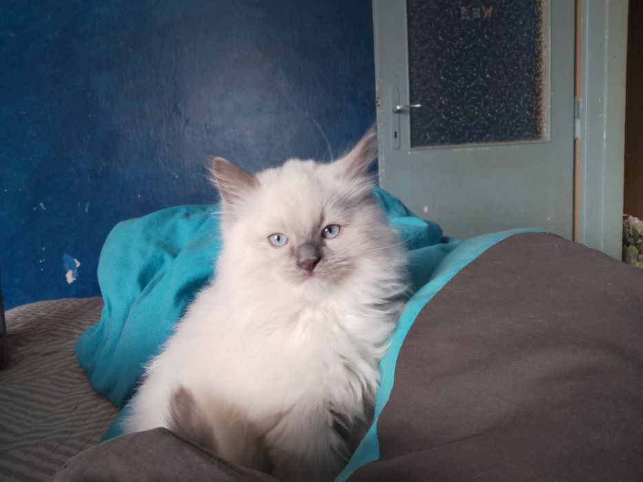 Kociaczki ragdoll