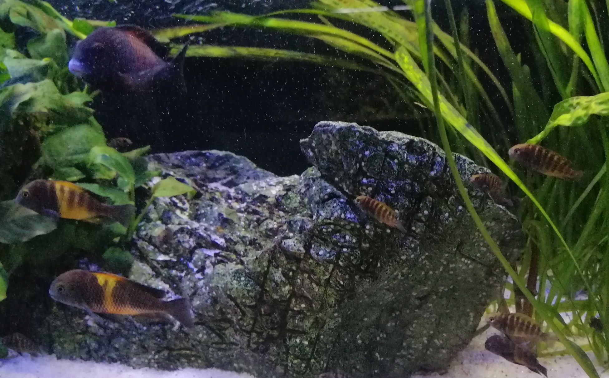 Tropheus Bemba Black Tanganika