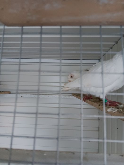 Pombos correios brancos