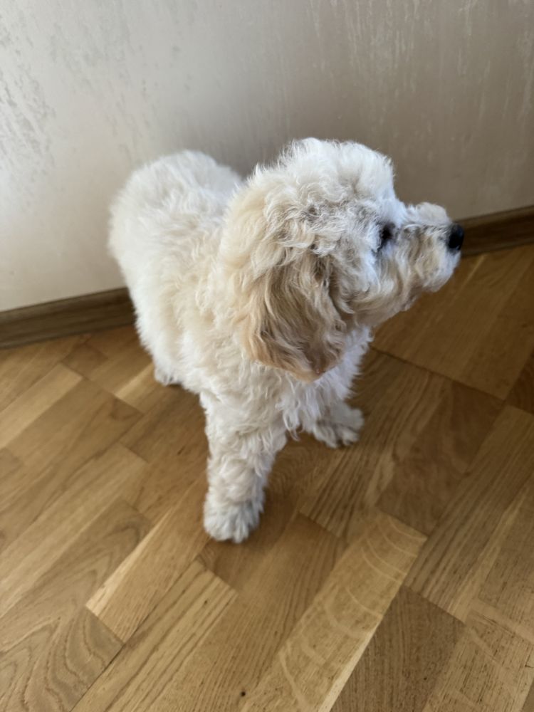 Bichpoo, poochon pies gotowy do odbioru. Pudel red, bichpn frise