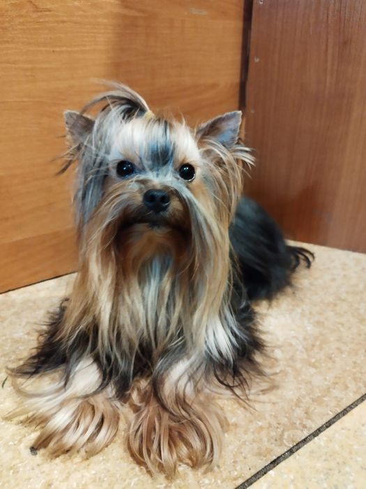 Yorkshire terrier