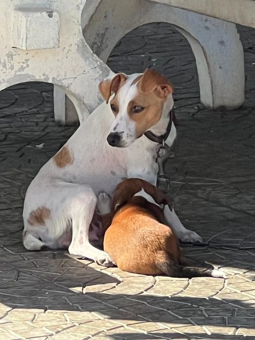 Procura-se familia para adoptar