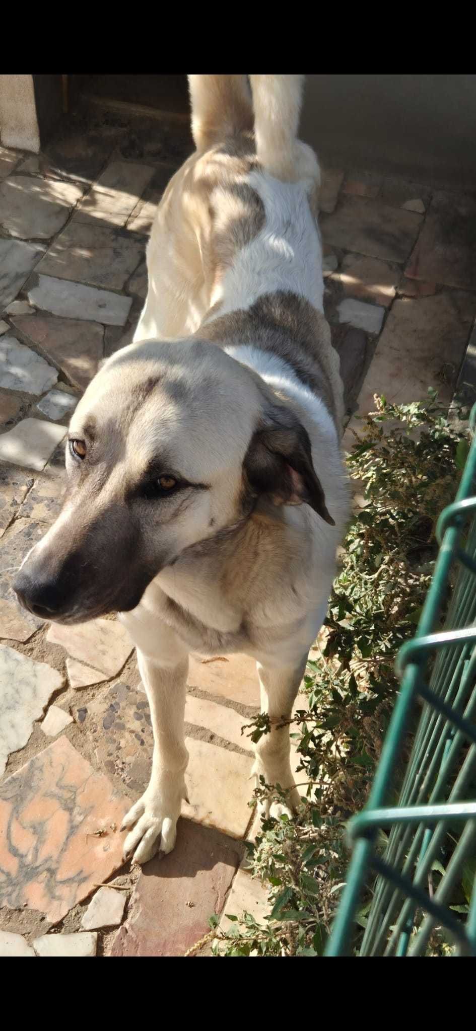 Cadela Cão Gado Transmontano com 1 ano e 10 meses