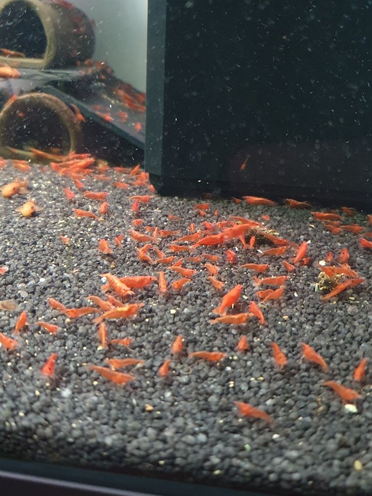 Krewetki czerwone red cherry
