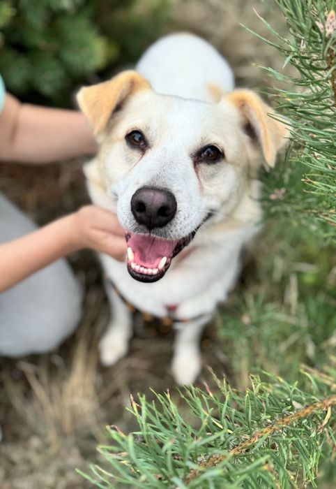 Kefirek - prawie labrador, wesoły piesek do adopcji!