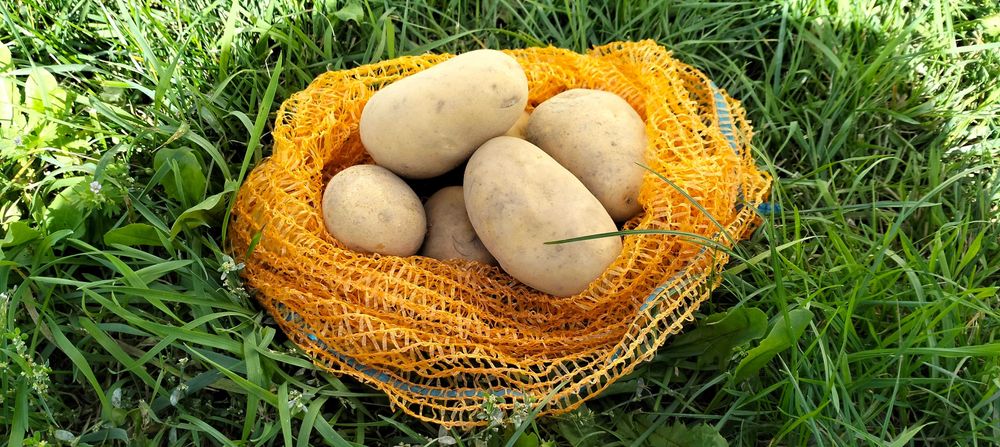 Ziemniaki Queen Anna, Marabel, Gala - Najsmaczniejsze w okolicy