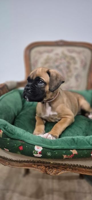 Bokser - samiec Gotowa do zmiany domu