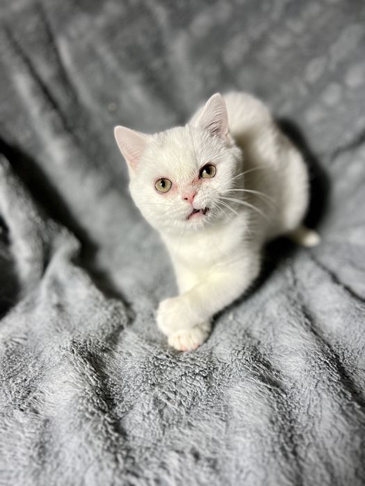 Kocur Kocurek Brytyjski