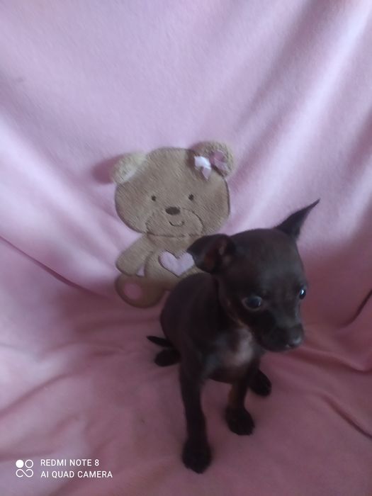 В'язка той тер'єр