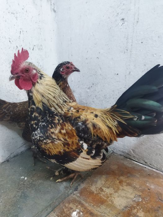 Декоративні карликові кури