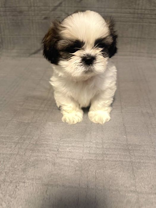 Продам щенков Ши-тцу