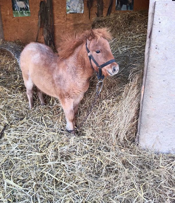 Sprzedam kuca źrebica