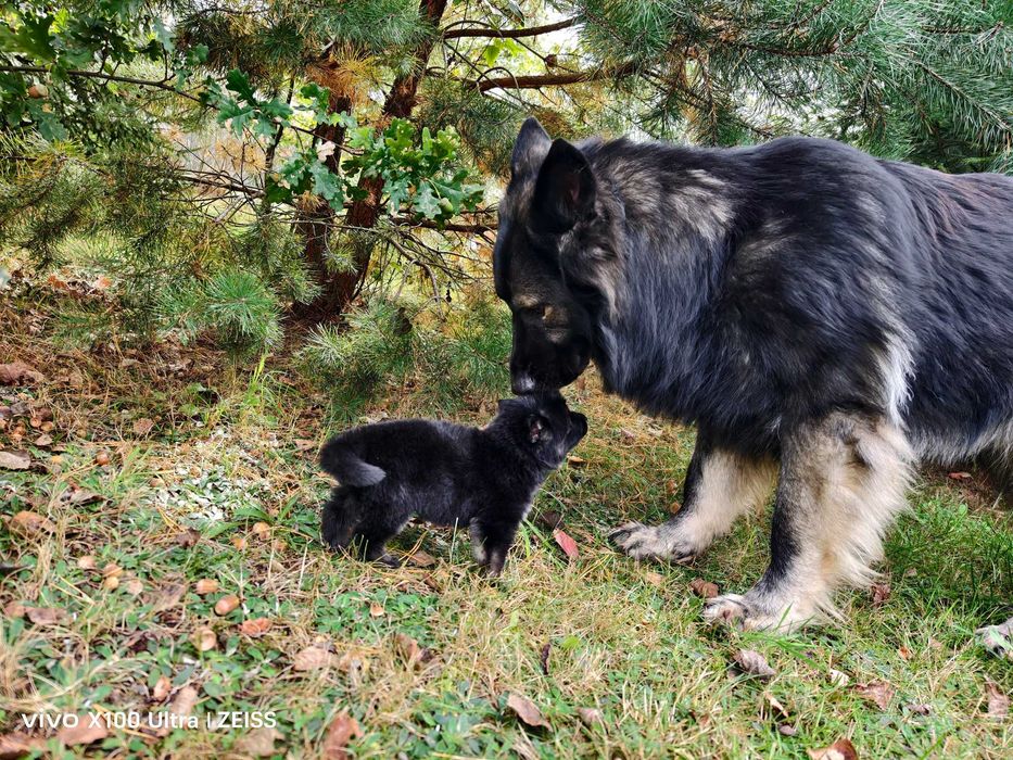 OWCZAREK STARONIEMIECKI Mocna Srebrna suczka! Gotowa do zmiany domu !