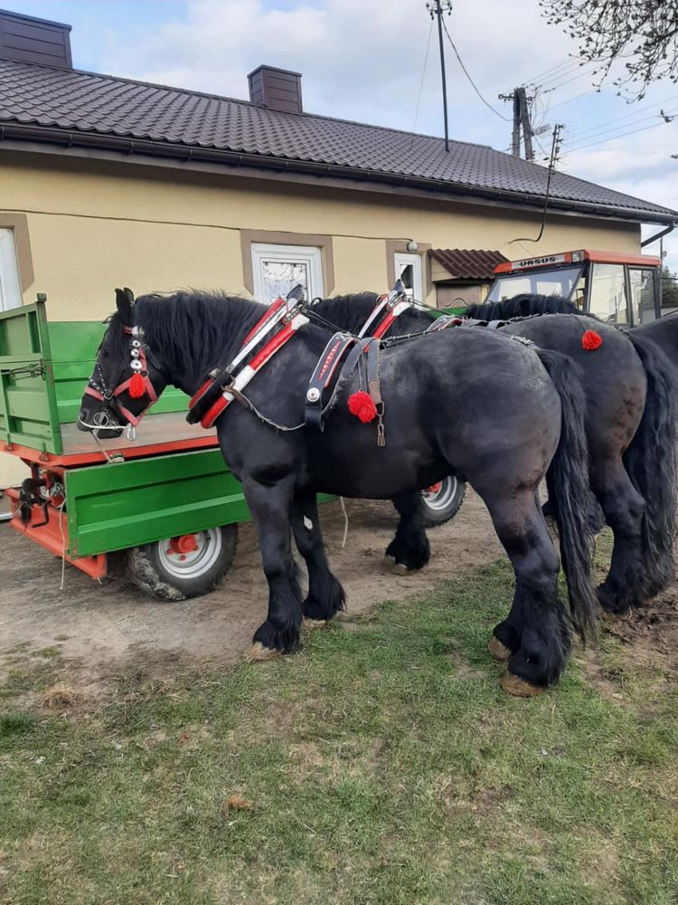 Konie zimnokrwiste