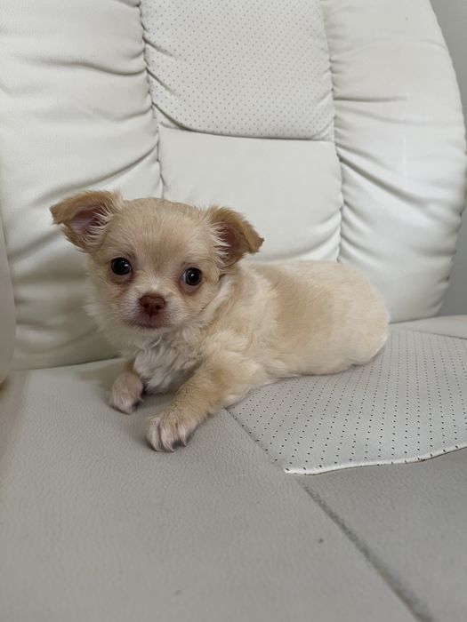 Продаються цуценята Чихуахуа