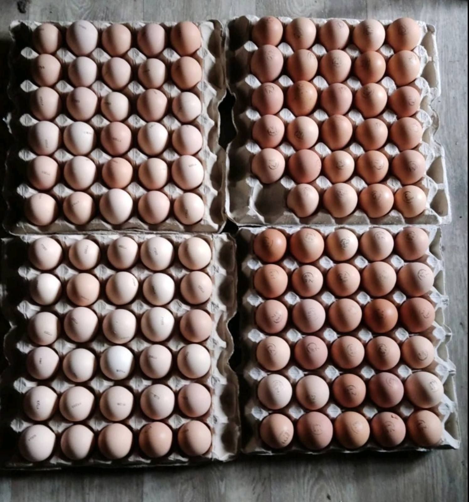 ОПТ, розница яйцо куриное Адлер мясо-яичный инкубационное, другие поро