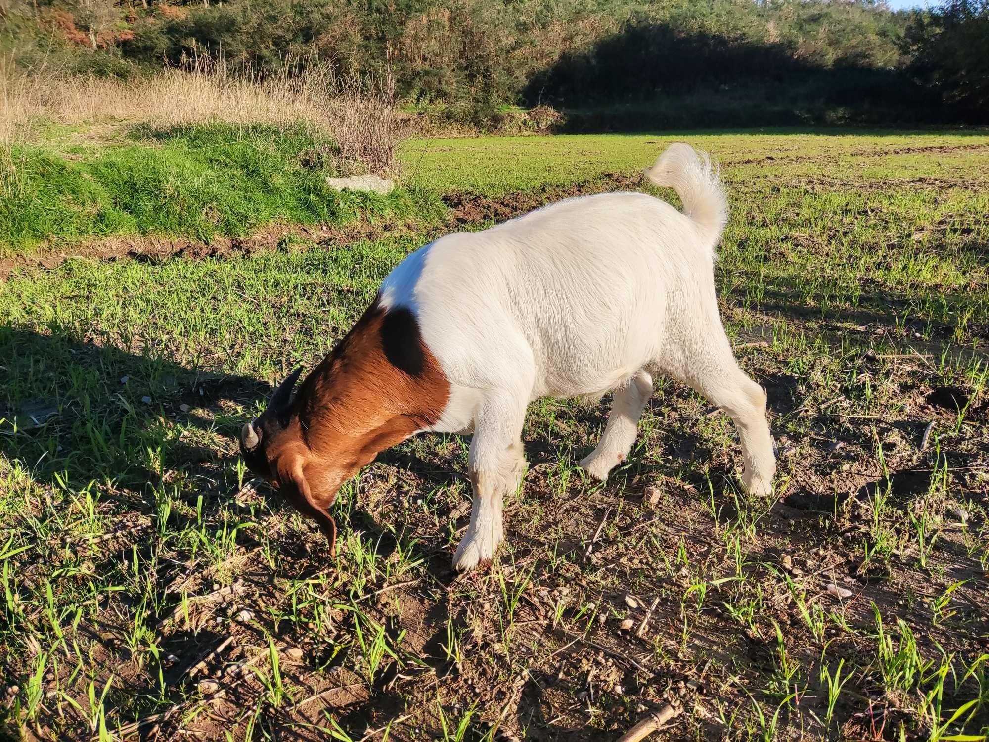 Cabras Boer Puras machos e femeas Viana do Castelo