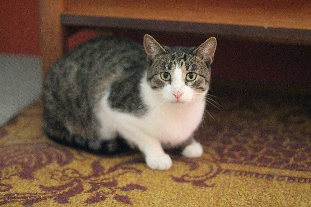 Sopelek tak bardzo prosi o dom!