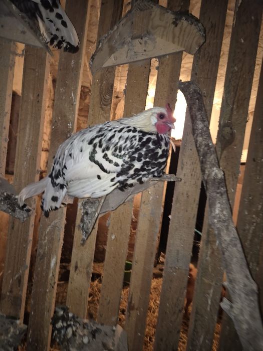 Oddam młodego koguta