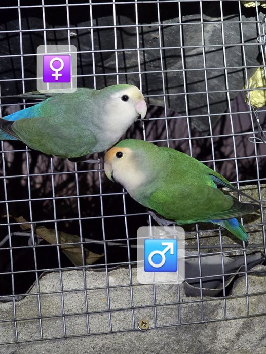 Roseicollis para venda