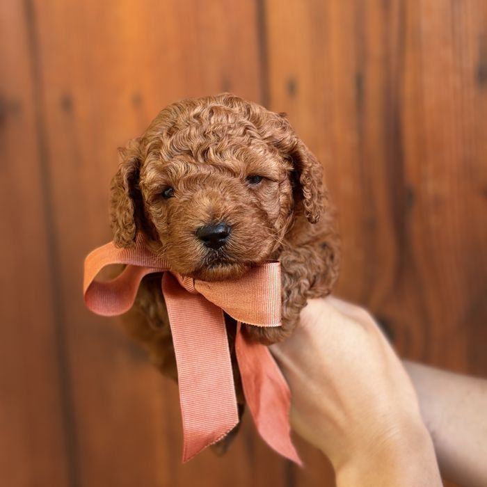 шикарний хлопчик у забарвленні RED BRAUN