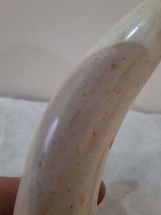 Ікла,  роги  16 сантиметрів