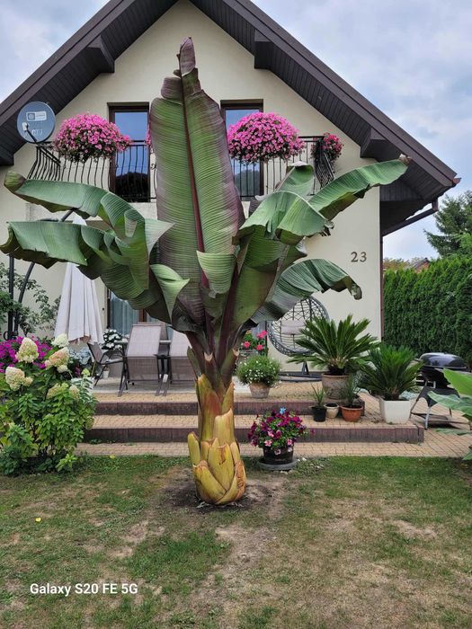 Sadzonki bananowiec Maurelii