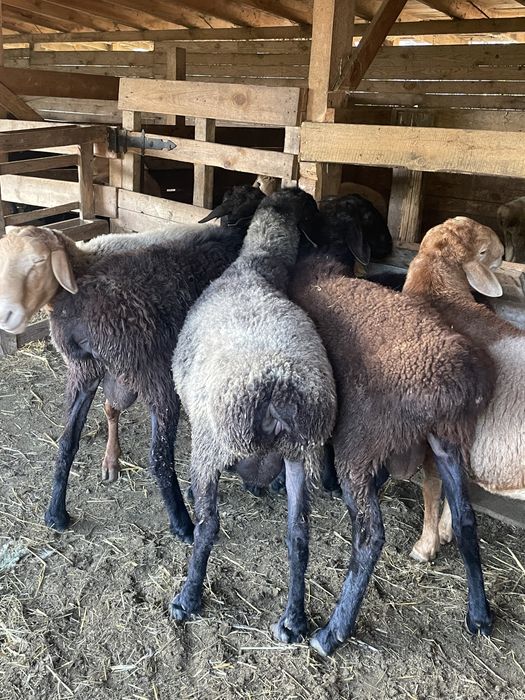 Курдючні барани