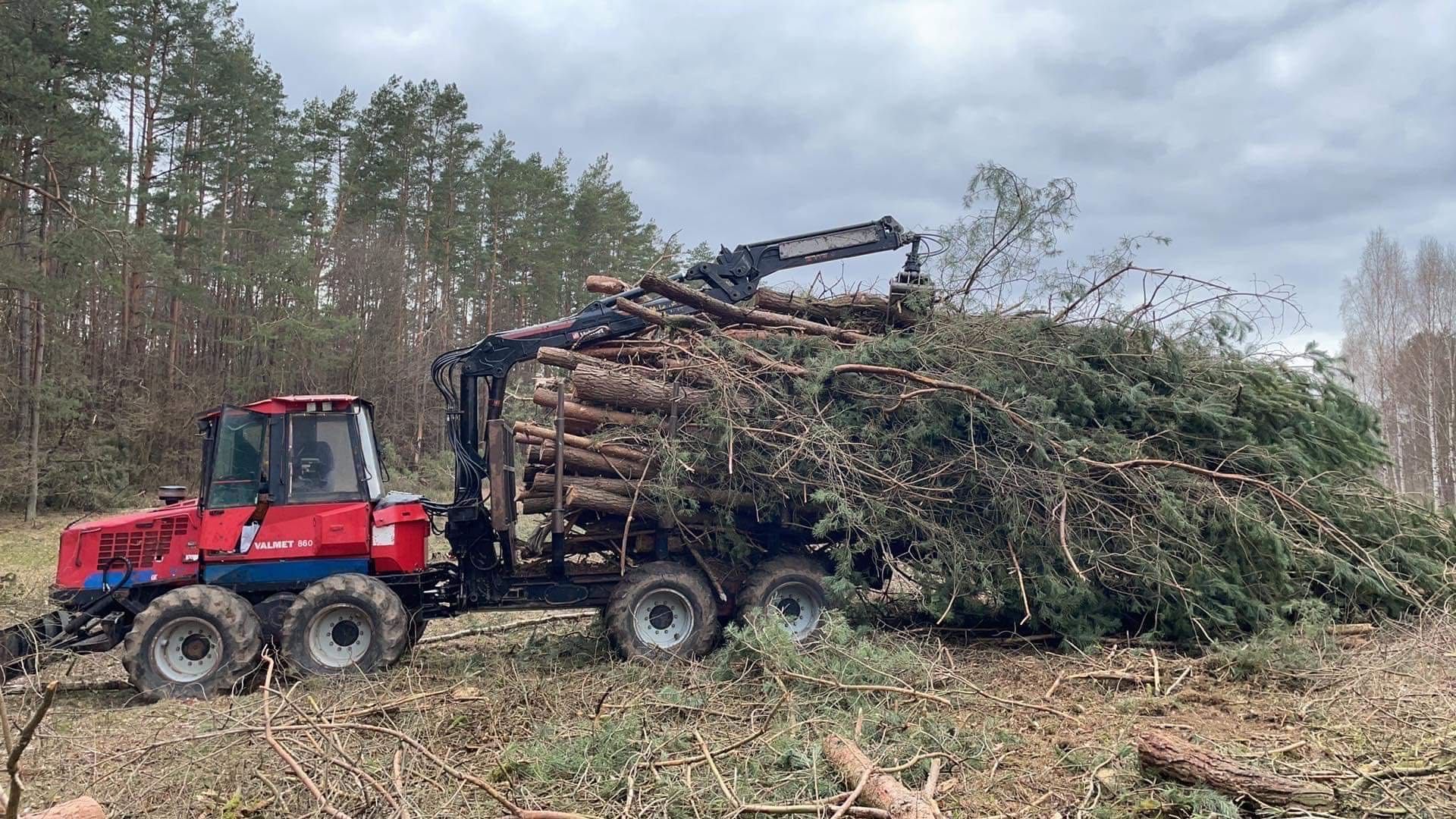 Wycinka lasów samosiewów frezowanie pni zrębkowanie /Zrób z lasu pole/