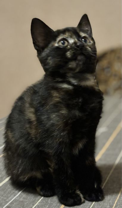 подарую котеня дівчинка полукровка